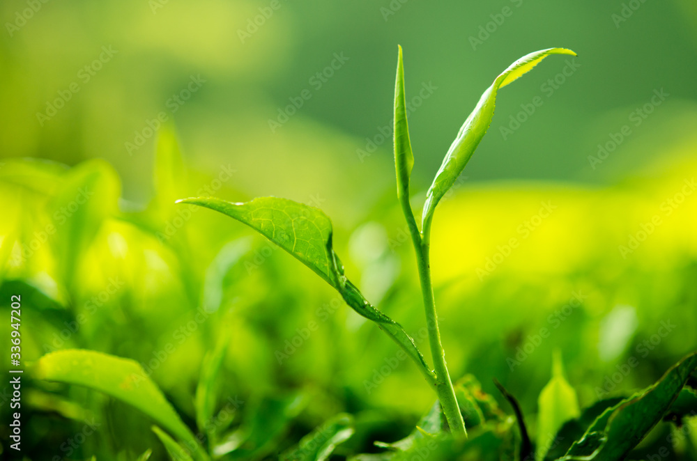 Tea leaf close up Tea leaf close up