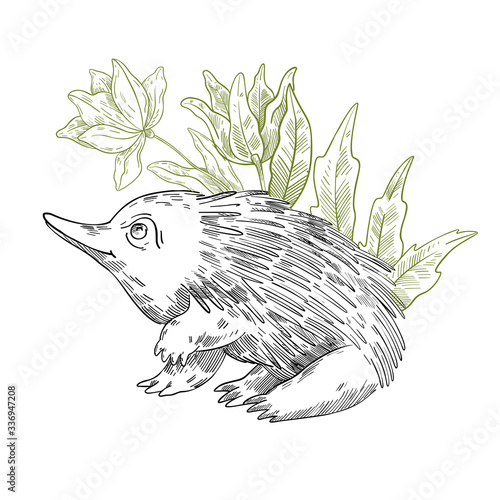 Vector stock illustration with adorable echidna with big spikes. Clip art in engraving vintage style isolated on white. Native Australian animal for prints, posters, postcards, souvenirs, tattoos. photo