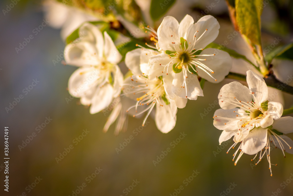 Frische weiße Blüten in voller Pracht an einem Apfelbaum vor natürlichem Hintergrund zeigen die filigrane Schönheit einer Obstwiese im Frühling und laden Insekten wie Bienen zum Nektar sammeln ein Frische weiße Blüten in voller Pracht an einem Apfelbaum vor natürlichem Hintergrund zeigen die filigrane Schönheit einer Obstwiese im Frühling und laden Insekten wie Bienen zum Nektar sammeln ein