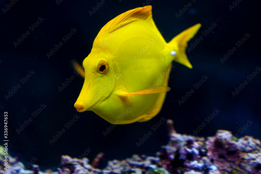 Poisson chirurgien jaune Poisson chirurgien jaune