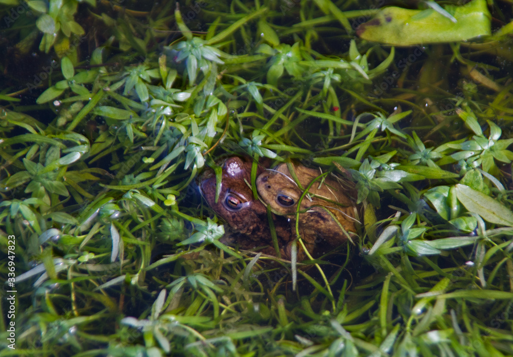 Two Common frogs mating in a pond between aquatic plants Two Common frogs mating in a pond between aquatic plants