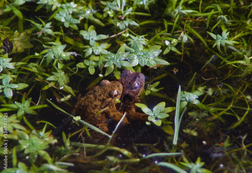 Two Common frogs mating in a pond between aquatic plants