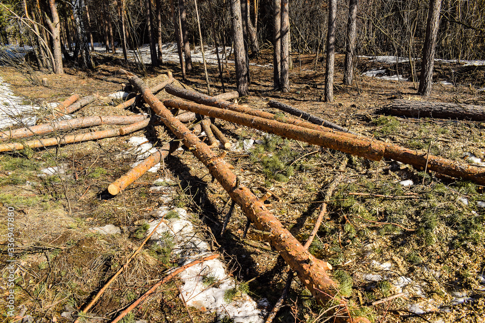 Sawn trees. The destroyed forest. Logs are a building material. Sawn trees. The destroyed forest. Logs are a building material.