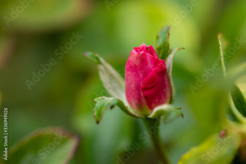 A mug shot of a pink rose branch against green grass. Pink rose Bud in a flower bed top view