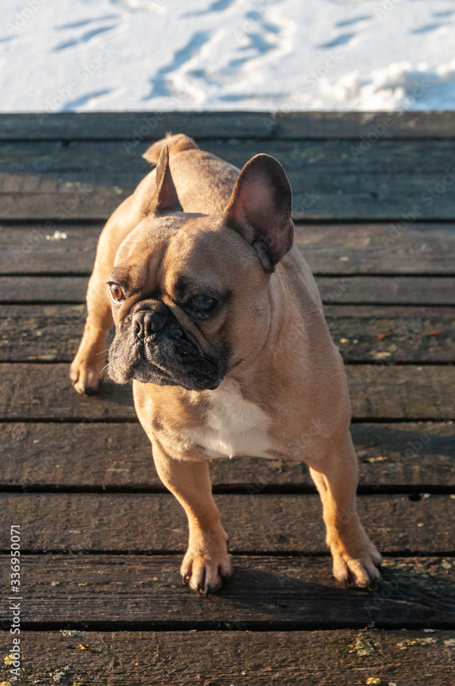 Red-haired French bulldog on winter walk