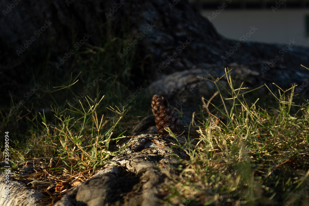 Conifer Cone and Pine Tree Conifer Cone and Pine Tree