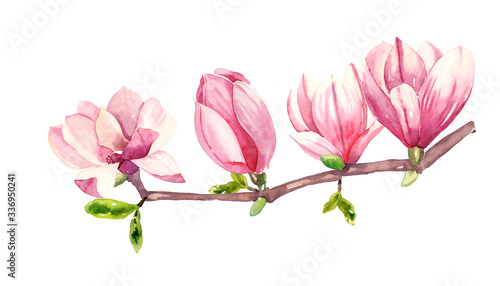 Watercolour hand painted botanical gentle spring magnolia flowers illustration set isolated on white background