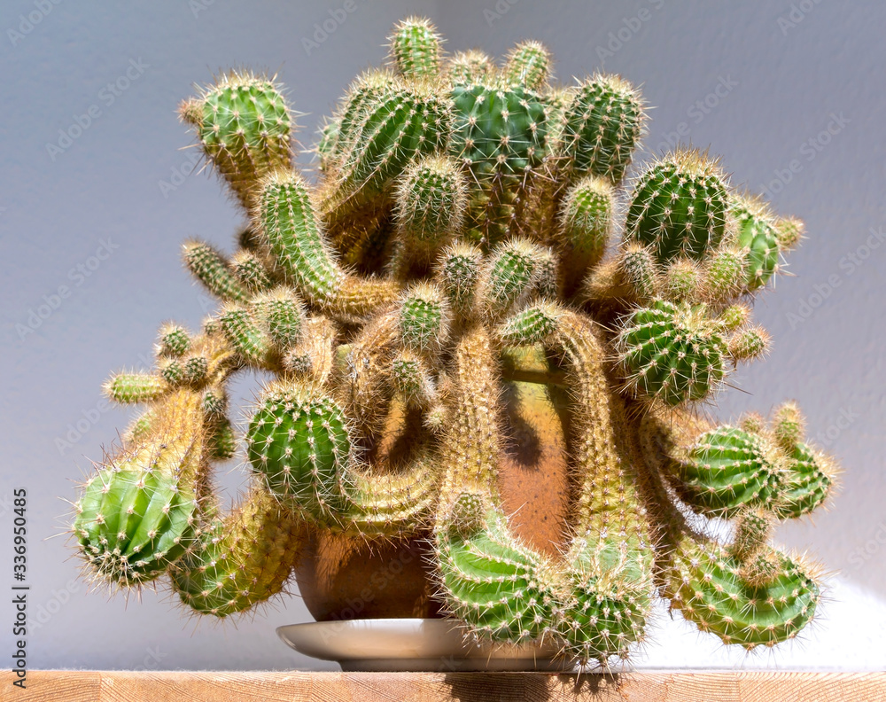 View of a wonderful old cactus. He's in a flowerpot in the apartment.