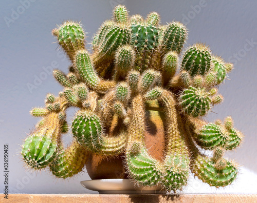 Obraz na płótnie View of a wonderful old cactus. He's in a flowerpot in the apartment. w salonie