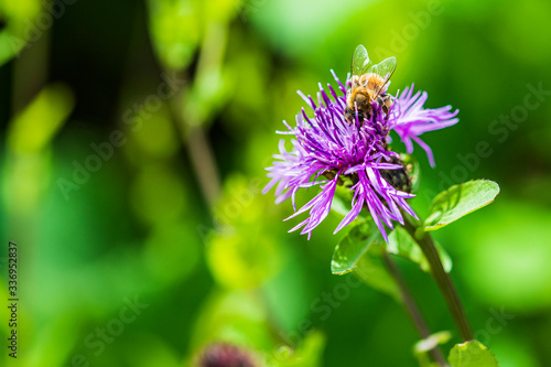 Flowers and insects in the woods.