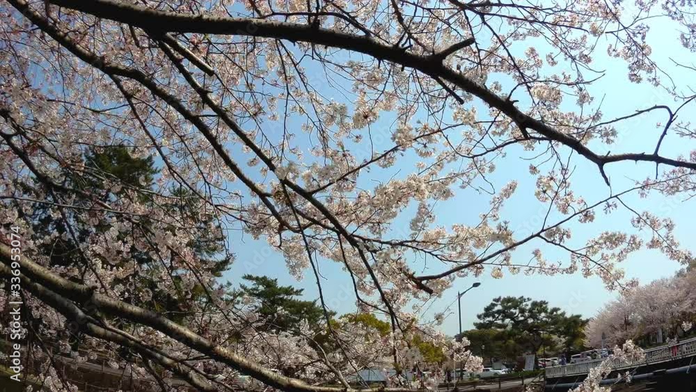 Sakura flowers in Japan. Cherry branch with flowers in spring bloom. A beautiful Japanese tree branch with cherry blossoms. Fresh Pink Flowers, Beauty Of Fresh Blossoms Petals Sakura flowers in Japan. Cherry branch with flowers in spring bloom. A beautiful Japanese tree branch with cherry blossoms. Fresh Pink Flowers, Beauty Of Fresh Blossoms Petals