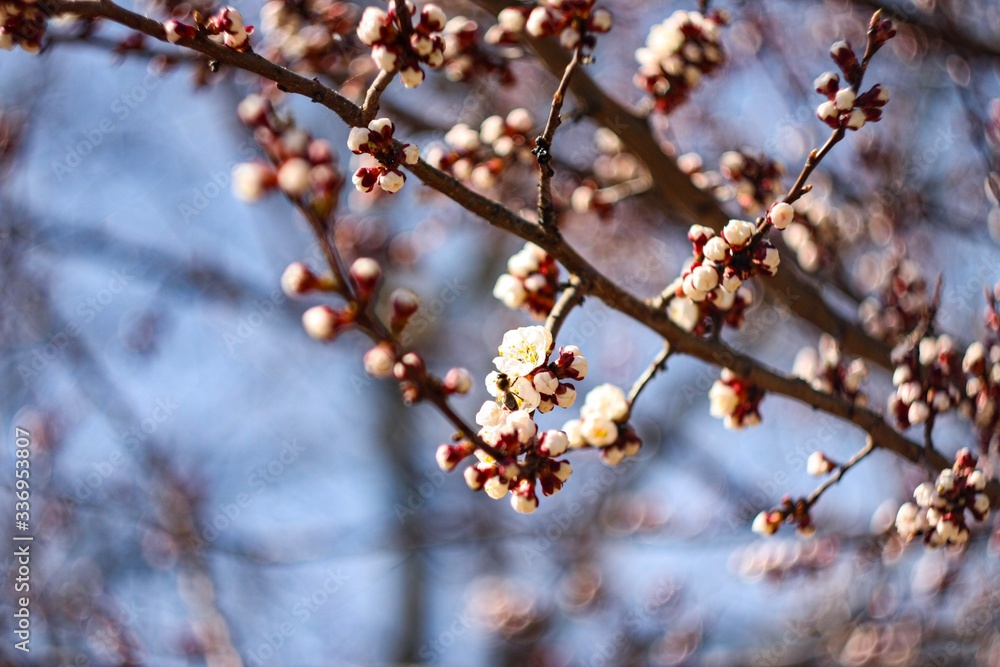 flowering apple trees in spring flowering apple trees in spring