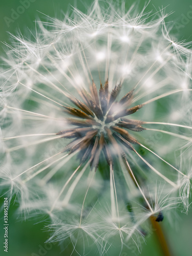 dandelion seeds on green