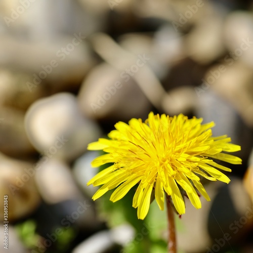 Löwenzahnblüte Makro 1