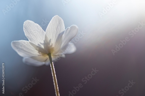 Fototapeta Naklejka Na Ścianę i Meble -  First spring flowers. Anemone sylvestris (snowdrop anemone)
