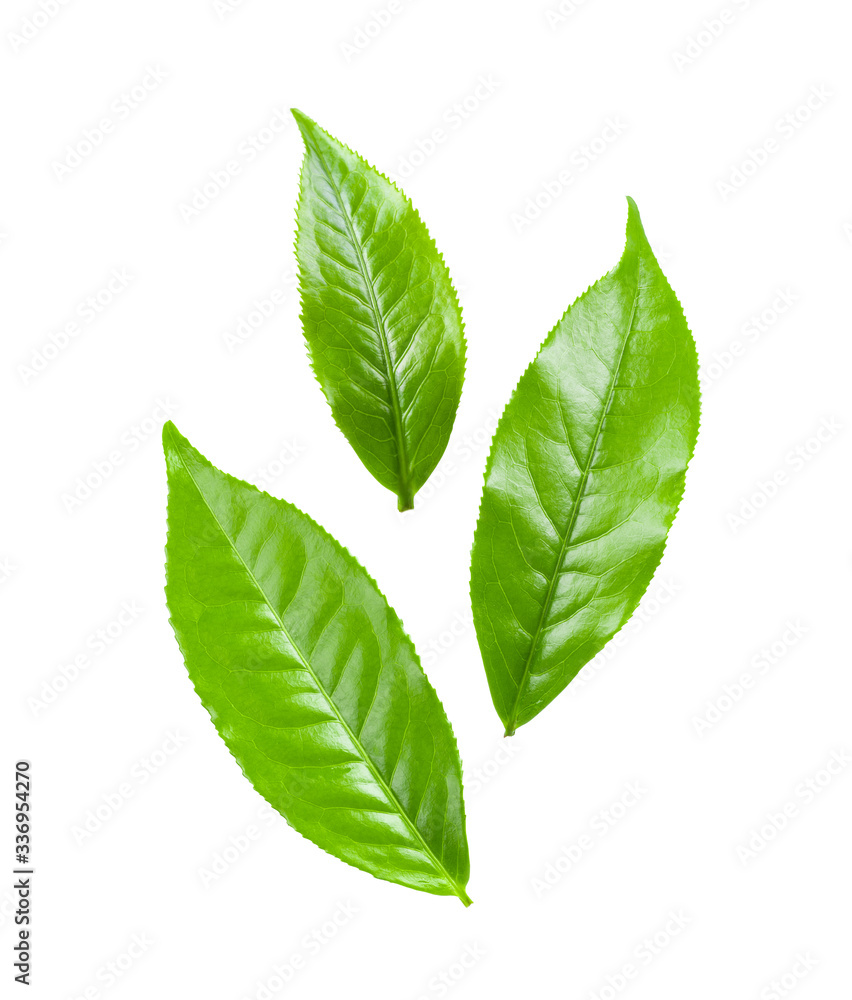 Obraz premium tea leaf on white background