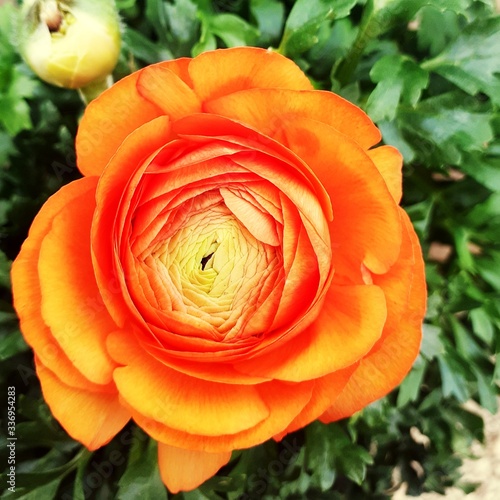 orange rose in garden