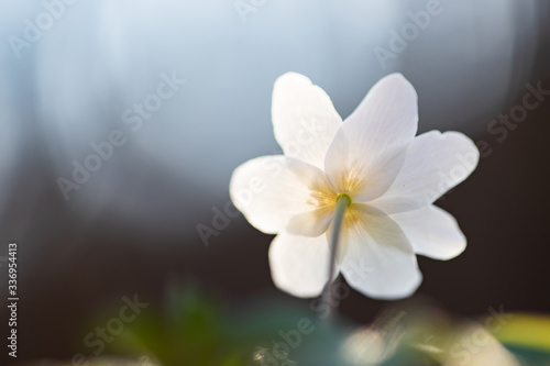 First spring flowers. Anemone sylvestris (snowdrop anemone)