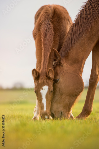 Valokuvatapetti English thoroughbred horse, mare with foal grazing at sunset in a meadow with heads together