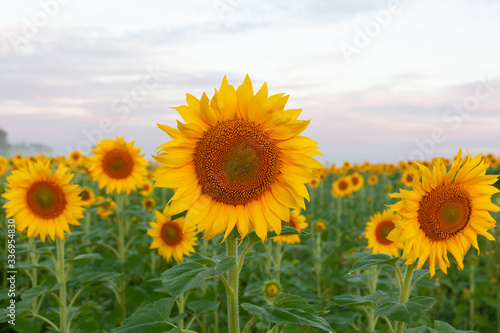 Sunrise over the field of sunflowers, selective focus