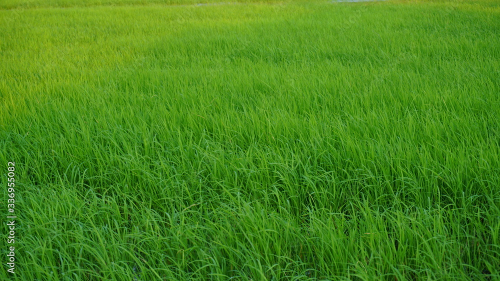 Rice tree grows in rice fields