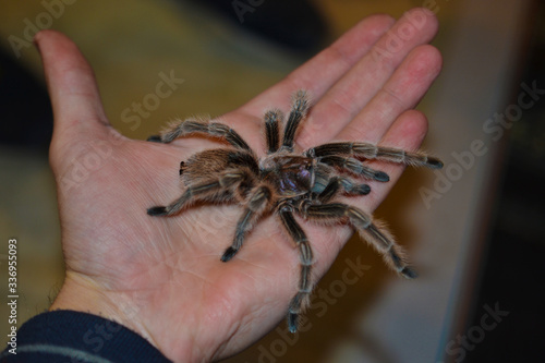 Furry large tarantula spider in the palm of your hand