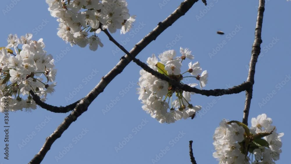 Close up of honeybee pollination of white flowers outdoor in nature Close up of honeybee pollination of white flowers outdoor in nature