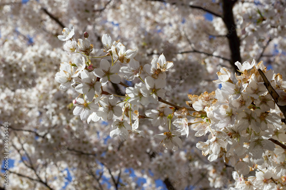 Fototapeta premium Cherry blossoms