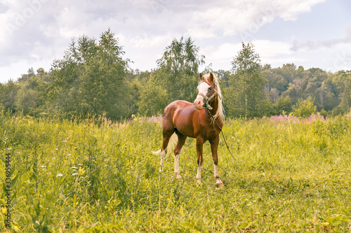 A red horse sweeps on a green meadow. Rural landscape. Cloudy weather