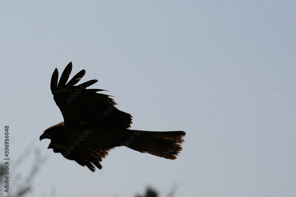 Fototapeta premium 黒い鳥