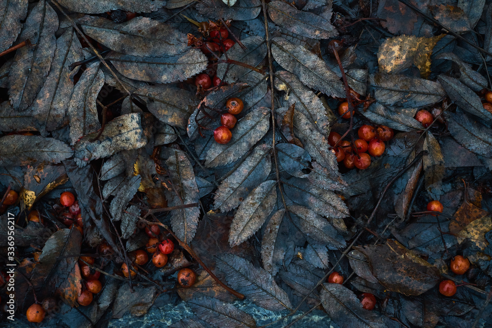 Autumn leaf pattern, Classic monochrome moody dark art floral photo