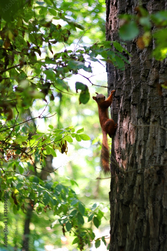 squirrel in the summer forest