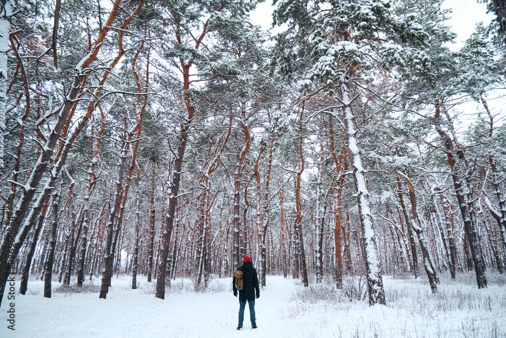 A man with a backpack walks in the winter forest. Snow-covered forest, beautiful Christmas trees. Beautiful winter landscape, cold nature. Stunning scenic view. Outdoor adventure, hiking journey A man with a backpack walks in the winter forest. Snow-covered forest, beautiful Christmas trees. Beautiful winter landscape, cold nature. Stunning scenic view. Outdoor adventure, hiking journey
