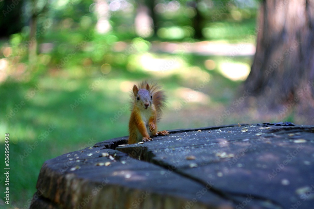 squirrel in the summer forest