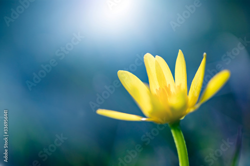 Lesser celandine, a beautiful yellow flower in early spring © erika8213