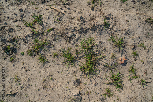 Texture of dry soil with alot of pieces of grass in between