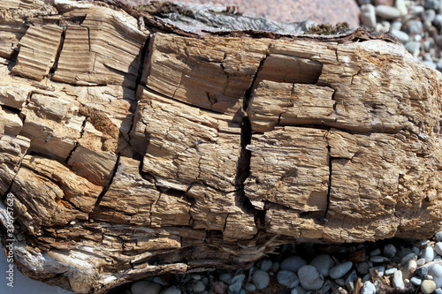 Decayed tree trunk on beach.