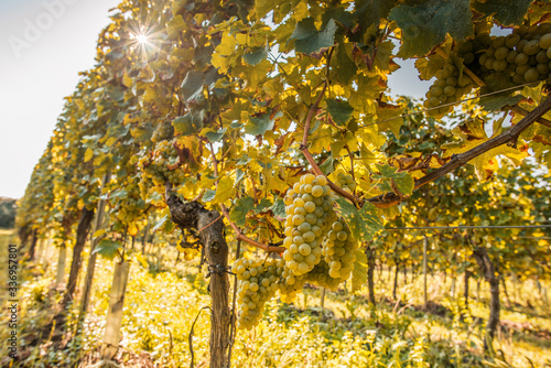 Sauvignon Blanc photo