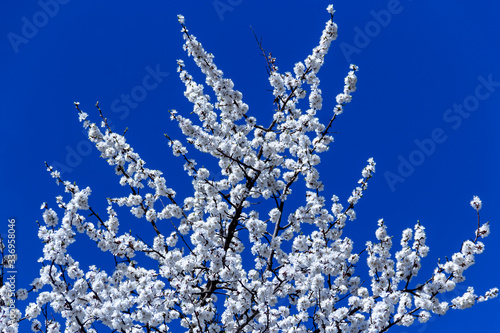Springtime. Spring flowers of apricot tree on the branches.