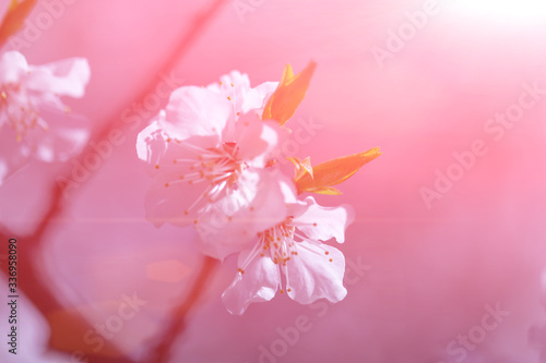 Springtime. Spring flowers of apricot tree on the branches.