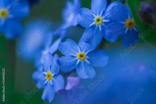 Spring background forget-me-not flowers. © lms_lms