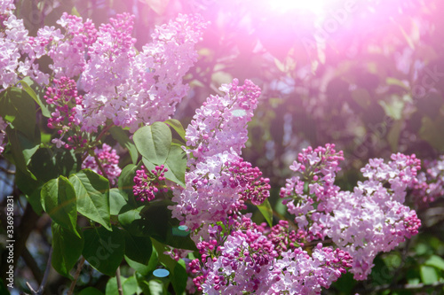 Springtime bunches of lilac blossoms on branches.