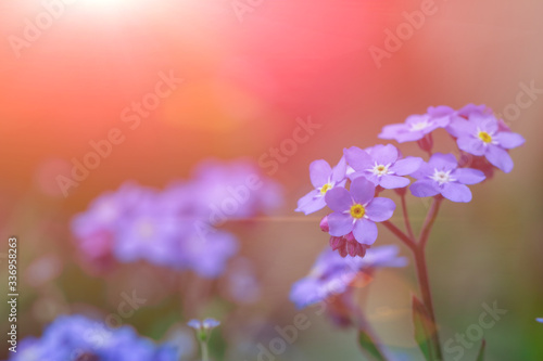 Spring background forget-me-not flowers.