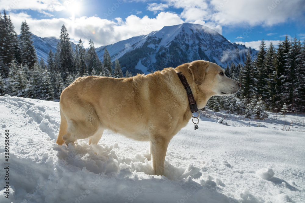 Labrador Retriever im Schnee Labrador Retriever im Schnee
