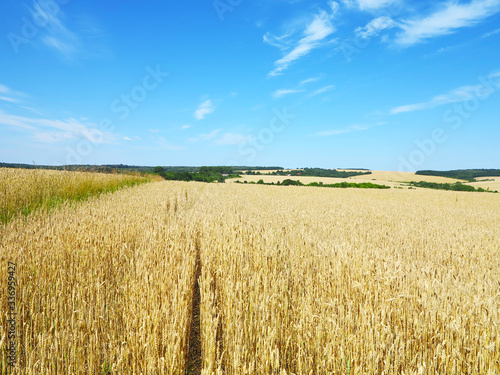 wheat field with beautiful trails on the horizon