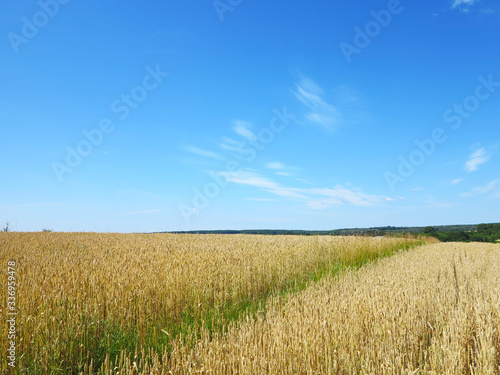 wheat field with beautiful trails on the horizon