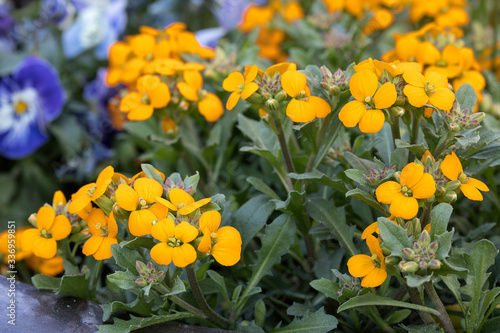 Goldlack (Erysimum cheiri) im Garten photo