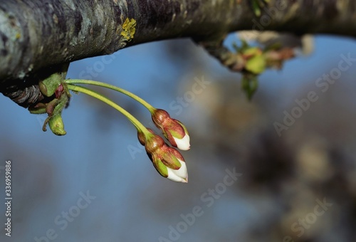 buds of cherry on a branch of tree against blue sky 