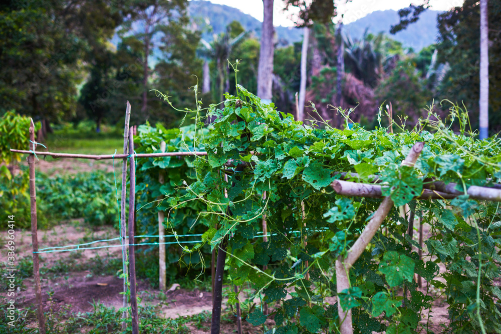 A view of a green vegetables plantation. Organic vegetable cultivation farm. Cameron Highlands, Malaysia. A view of a green vegetables plantation. Organic vegetable cultivation farm. Cameron Highlands, Malaysia.