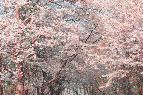 a photo shoot of cherry blossoms in the park